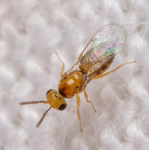 Tetrastichinae